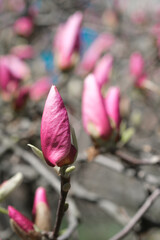 Close Up of a Tree With Pink Magnolia Flowers