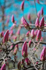 Close Up of Tree With Pink Flowers