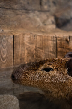 Capybara(カピバラ)