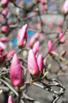 Close Up of a Tree With Pink Magnolia Flowers