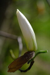 Close Up of Magnolia  Flower on Tree Branch - 780585901