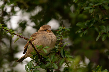Moineau domestique femelle , passer domesticus