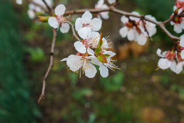 tree blossom