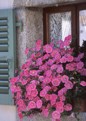 Fototapeta na wymiar window in petunia in chamonix