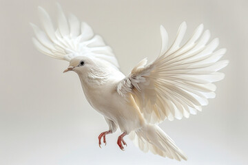 A bird with outspread wings against a white backdrop