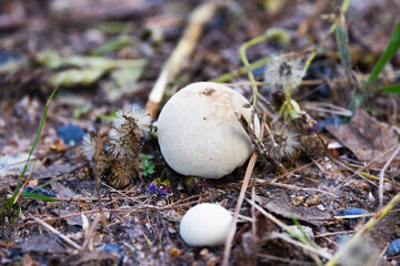 Mushroom in the grass