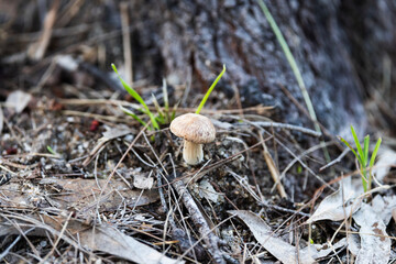 Mushroom in the forest