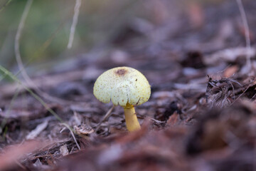 Mushroom in the forest
