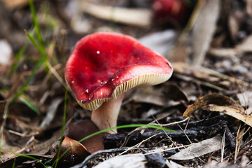 Red mushroom in the forest
