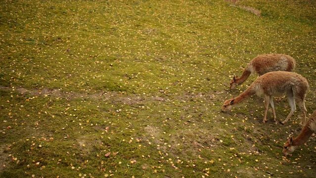 The guanaco (Lama guanicoe)