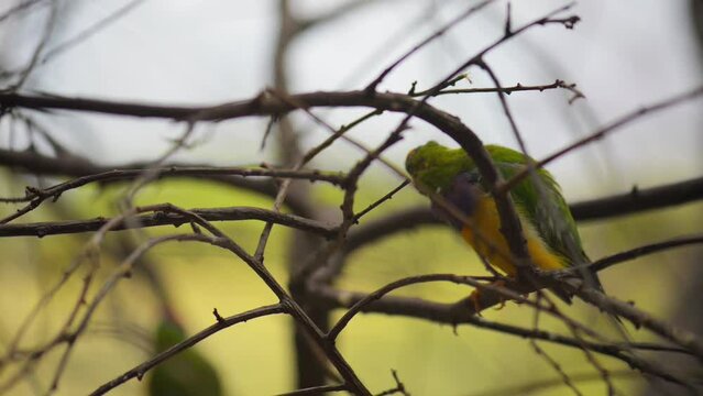 Gouldian finch (Erythrura gouldiae)