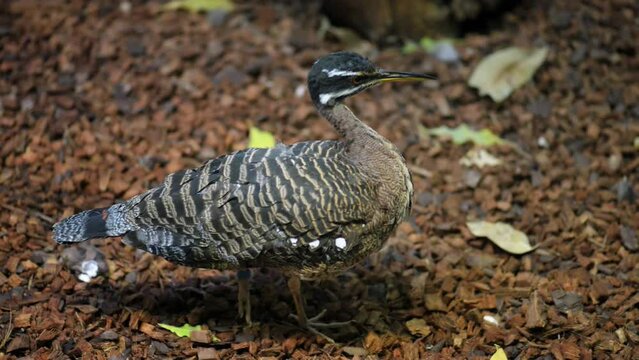 sunbittern (Eurypyga helias)