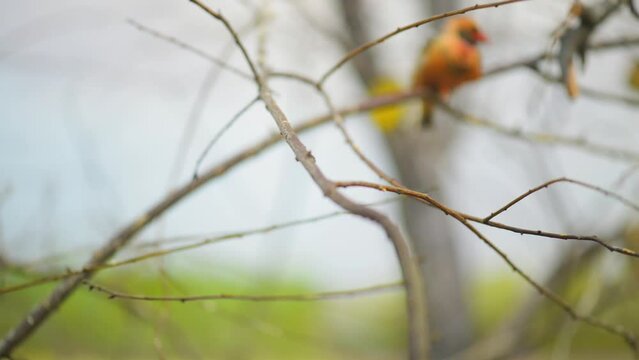 Gouldian finch (Erythrura gouldiae)