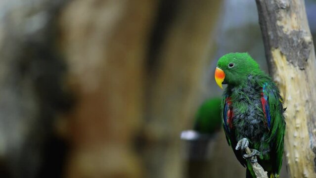 eclectus parrot (Eclectus roratus)