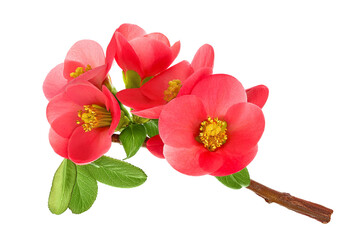 Chaenomeles speciosa or japanese quince flower isolated on white background