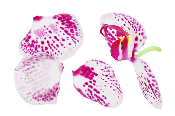 petal of pink phalaenopsis orchid flower isolated on white background