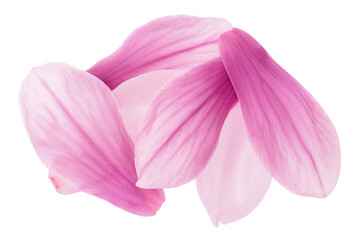 Fototapeta na wymiar Pink magnolia flower petal isolated on white background with full depth of field. Top view. Flat lay