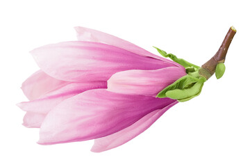 Pink magnolia flower isolated on white background with full depth of field. Top view. Flat lay