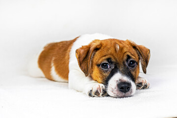 small Jack Russell puppy lies on a light rug, falling asleep. care and raising of pets