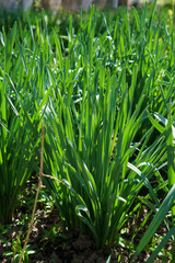 green grass in the garden