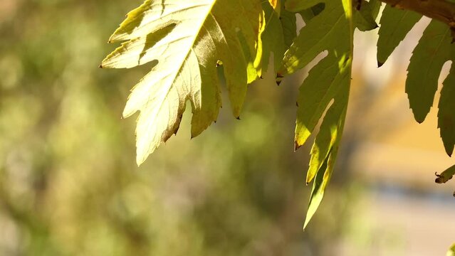 Bocconia frutescens is plume or tree poppy, celandine, parrotweed, sea oxeye daisy, John Crow bush, gordolobo, llorasangre, tabaquillo, palo amarillo, palo de toro and pan cimarron, and bois codine