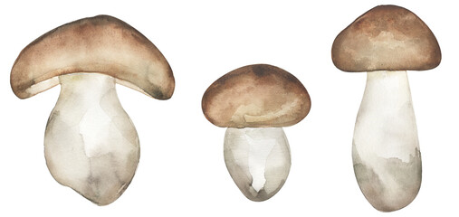 Watercolor fungi illustration, porcini mushrooms clipart set, hand drawn forest element - 780597350