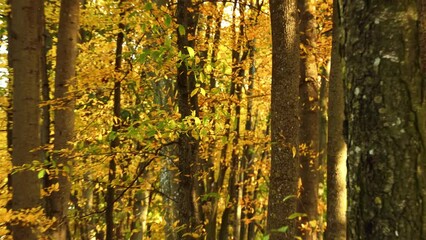 Ulmus americana, generally known as American elm or, less commonly, as white elm or water elm,[a] is elm native to eastern North America, naturally occurring from Nova Scotia to Florida and Texas.