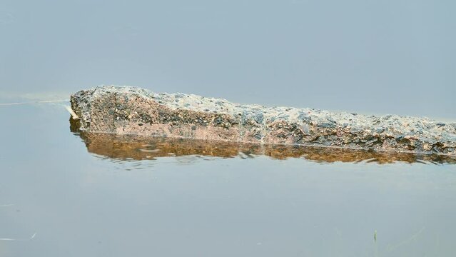 An old concrete collapsed pole lies in the water of a city pond.