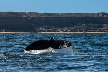 Fototapeta premium Sohutern right whale tail,Peninsula Valdes, Chubut, Patagonia,Argentina