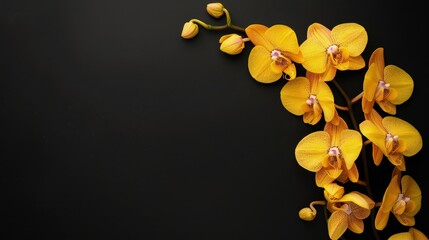 Frame the delicate beauty of the orchid flower branch set against a dramatic black background, ensuring generous space for text or imagery in the available copy space. - obrazy, fototapety, plakaty