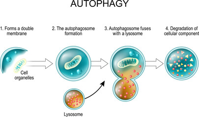 Autophagy. lysosome and Cell recycling.