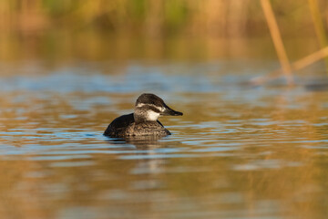  Lake Duck in Pampas Lagoon environment, La Pampa Province, Patagonia , Argentina.