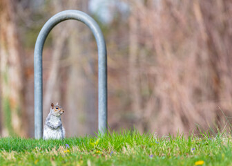 Horizontal photo curious Eastern Gray Squirrel (Sciurus carolinensis) in spring grass with purple flowers framed by metal bike rack arch - copy space