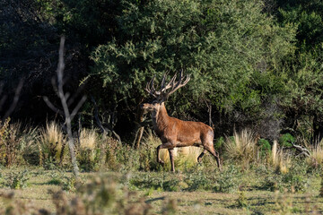 Red deer in Calden Forest environment, La Pampa, Argentina, Parque Luro, Nature Reserve