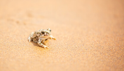 The frog sits on the sand on the shore of the lake. Beautiful wildlife landscape with place for text. The concept of protecting wildlife and ecology.