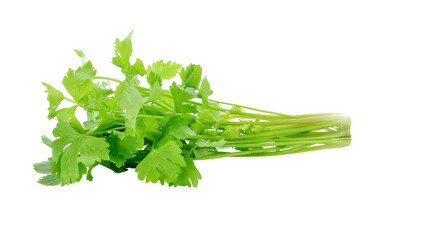 fresh celery leaf transparent png - obrazy, fototapety, plakaty