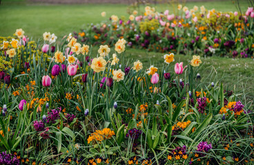 Blooming Tulips and Daffodils in Hyde Park London