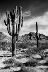 San Tan Mountains Sonora Desert Arizona On Black and White Film