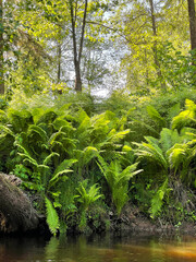 Dense thickets of fern on the river bank