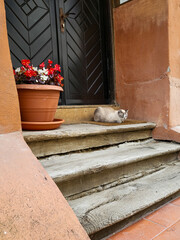 grey house cat sits on the doormat in front of the house entrance or door, with small steps and...