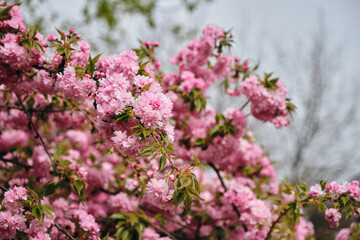 Flowers of a pink spring tree in close-up on a sunny day. The nature of the Balkans - state border between Serbia and Bosnia and Herzegovina. Cherry sakura tree in the midst of flowering.