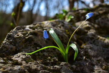 Scilla flower on a rock in the forest - obrazy, fototapety, plakaty