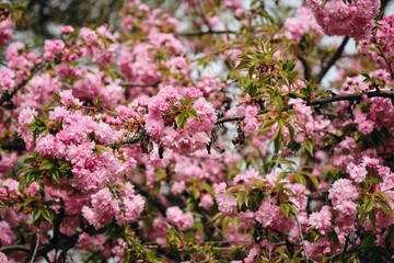 Flowers of a pink spring tree in close-up on a sunny day. The nature of the Balkans - state border between Serbia and Bosnia and Herzegovina. Cherry sakura tree in the midst of flowering.