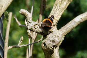 Red admiral butterfly (Vanessa Atalanta) perched on a tree branch in Zurich, Switzerland