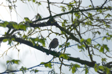 European robin (Erithacus rubecula) sitting on a tree branch in Zurich, Switzerland
