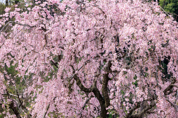 満開のピンク色の桜