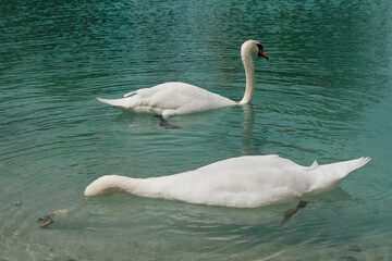 Two beautiful elegant white swans in a pond with clear turquoise water. One of them dived in search of food. A pair of wild birds swim in a pond together. The concept of the environment and wild life.