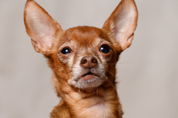 Mini-toy terrier dog is trembling while standing at home, afraid of new circumstances. Animal care...