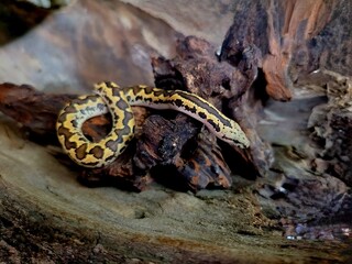 Kenyan sand boa snake, aka Old world sand boas is nonvenomous snake