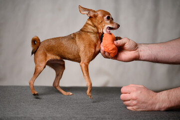 Mini-toy terrier dog at home plays with his favorite toy, carrot, with owner, trying to take it away. Playful dog is having fun with owner. Concept of friendship between dog and person, play.